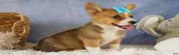 Welsh Corgi Pembroke dogs for sale: Yack 🐶  - Ad 15