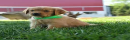 Golden Retriever dogs for sale: Harper - Ad 5