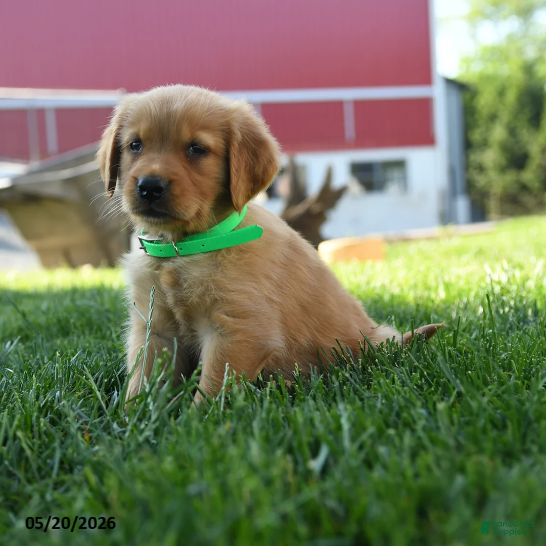 Golden Retriever dogs for sale: Harper - Ad 5