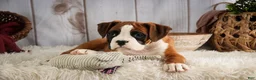 Boxer dogs for sale: Molly - Ad 5