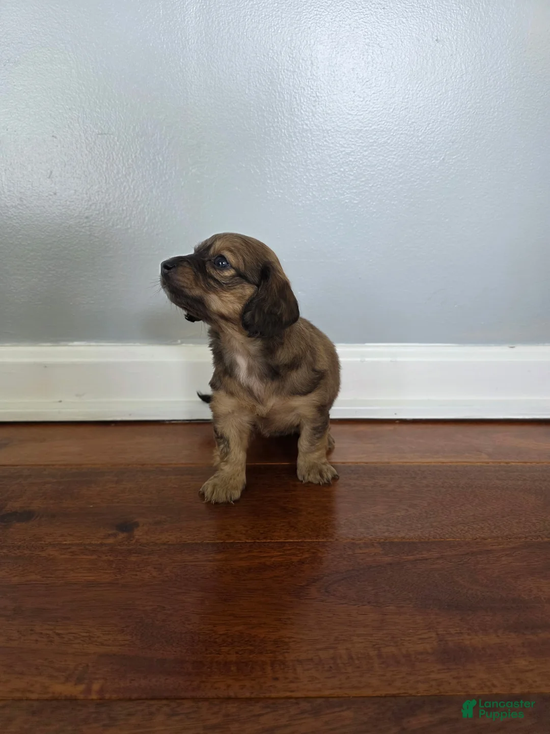 Miniature Dachshund dogs for sale: Kristy  - Ad 2