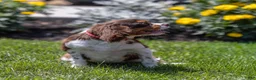 Cavalier King Charles Spaniel dogs for sale: Harley Davidson  - Ad 3