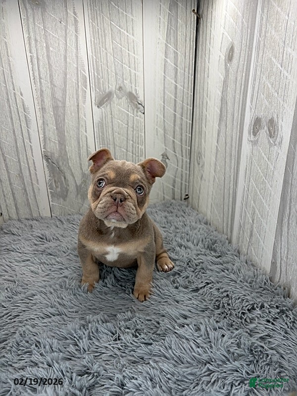 French Bulldog dogs Dior - Ad 2