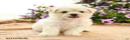 Bichon Frise dogs for sale: Belinda - Ad 3