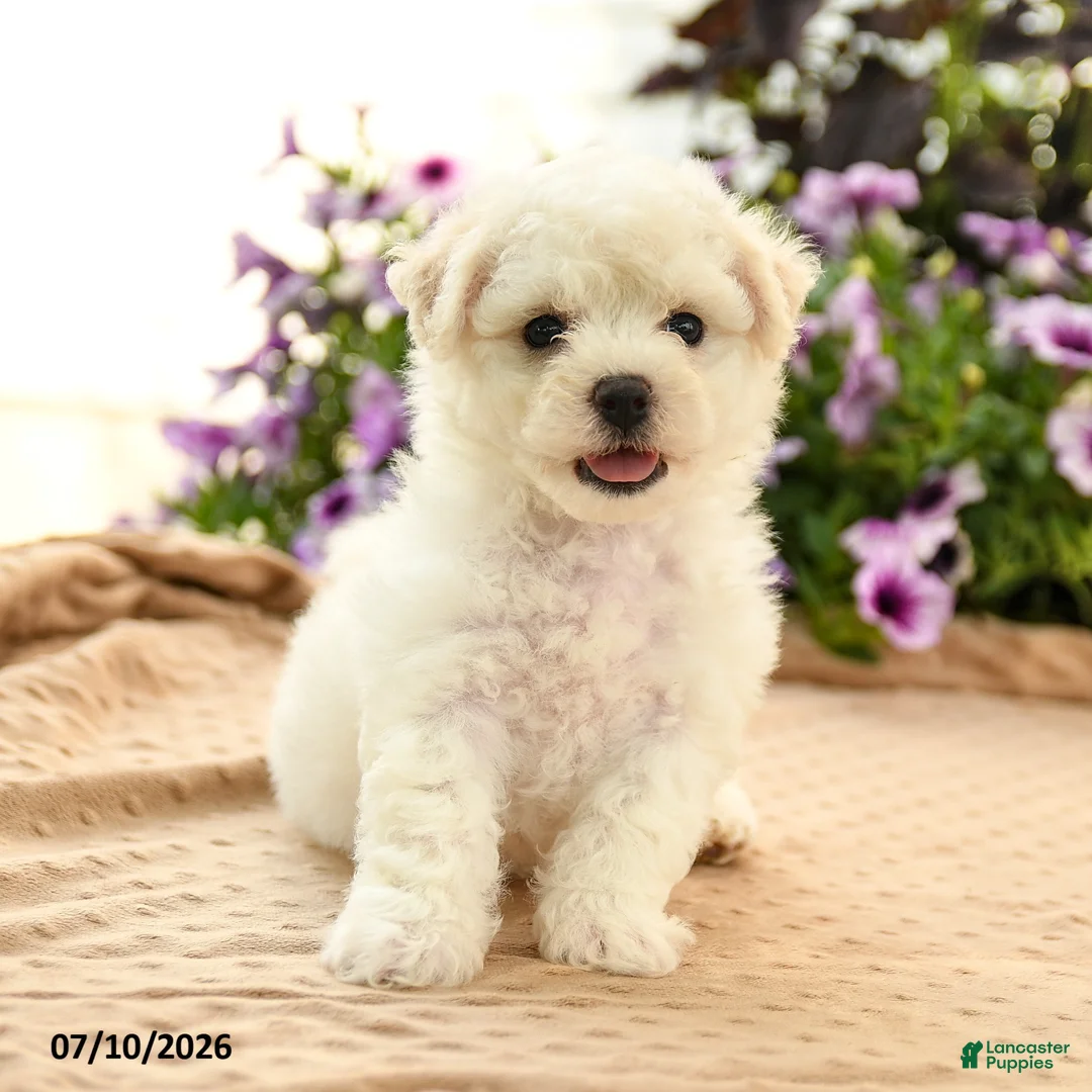 Bichon Frise dogs for sale: Belinda - Ad 3