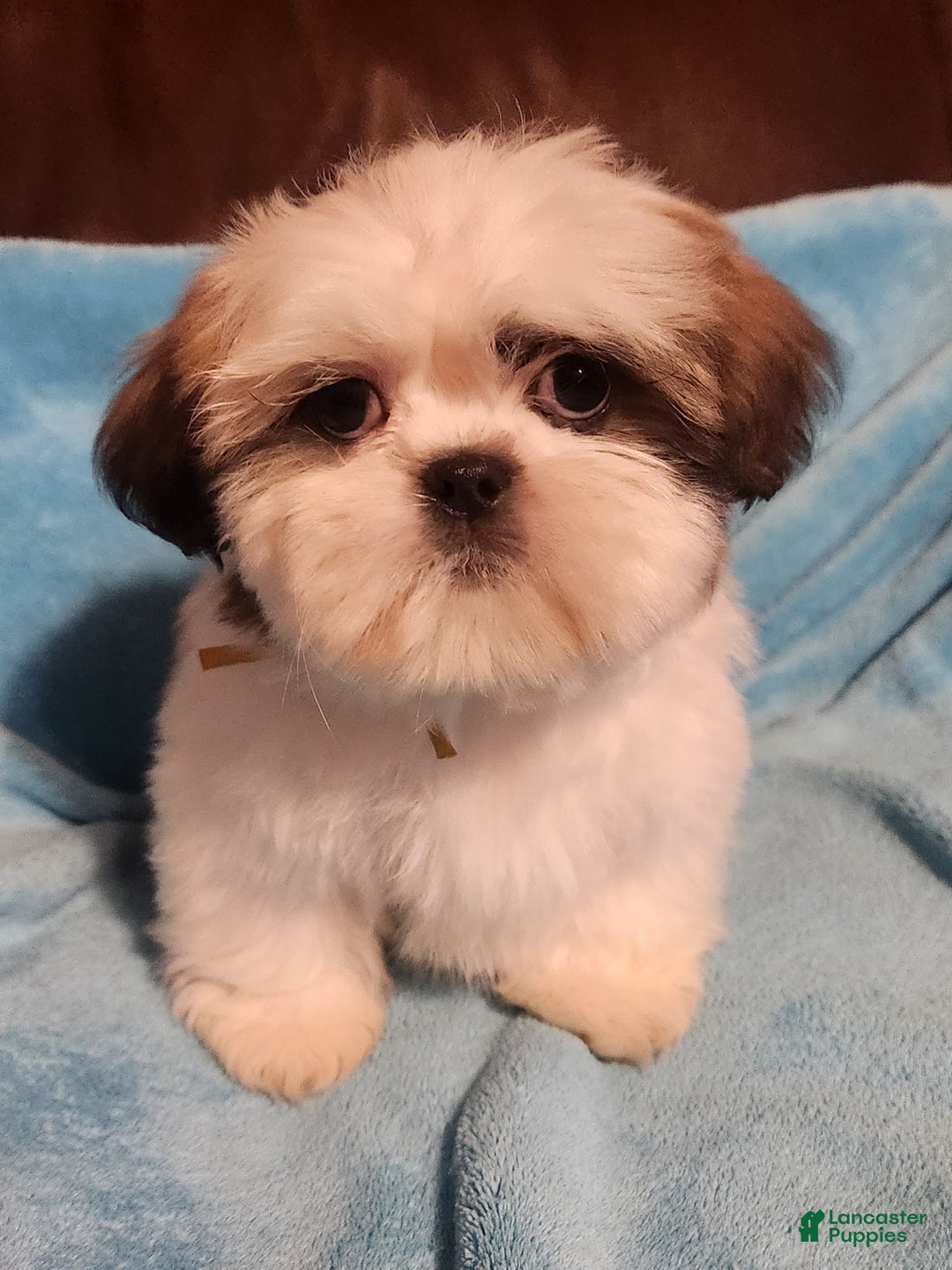 Shih Tzu dogs for sale: Shih Tzu Puppy 3 - Ad 2