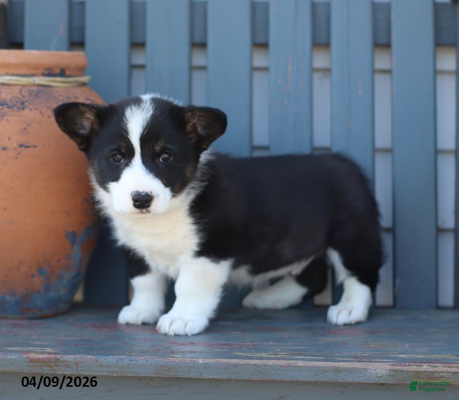 Welsh Corgi Pembroke dogs Banjo - Ad 2