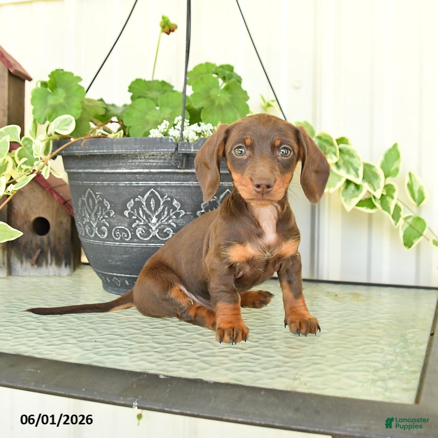Dachshund dogs for sale: Marcy - Ad 1