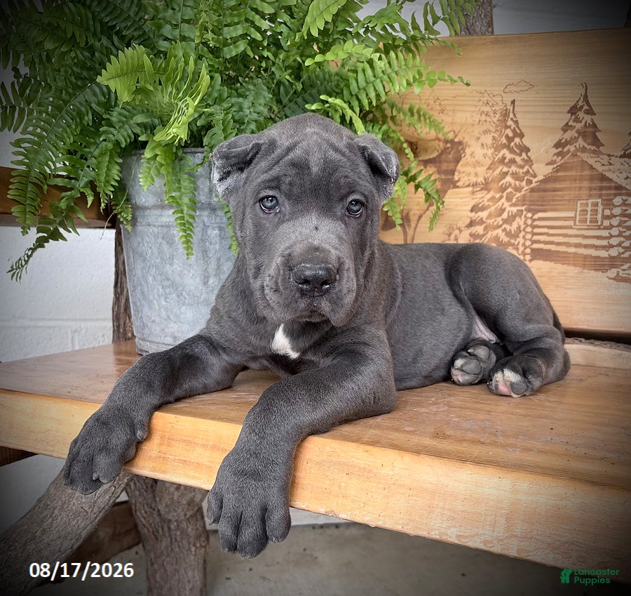 Cane Corso dogs Spartan - Ad 2
