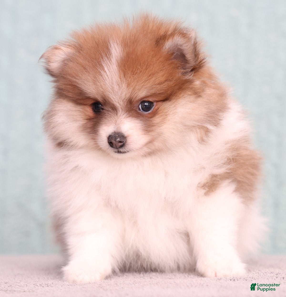 Pomeranian dogs Sophie - Ad 2