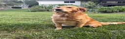 Golden Retriever dogs for sale: Light green  - Ad 5