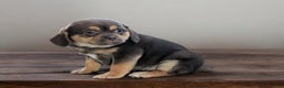 Puggle dogs for sale: Rolo - Ad 2