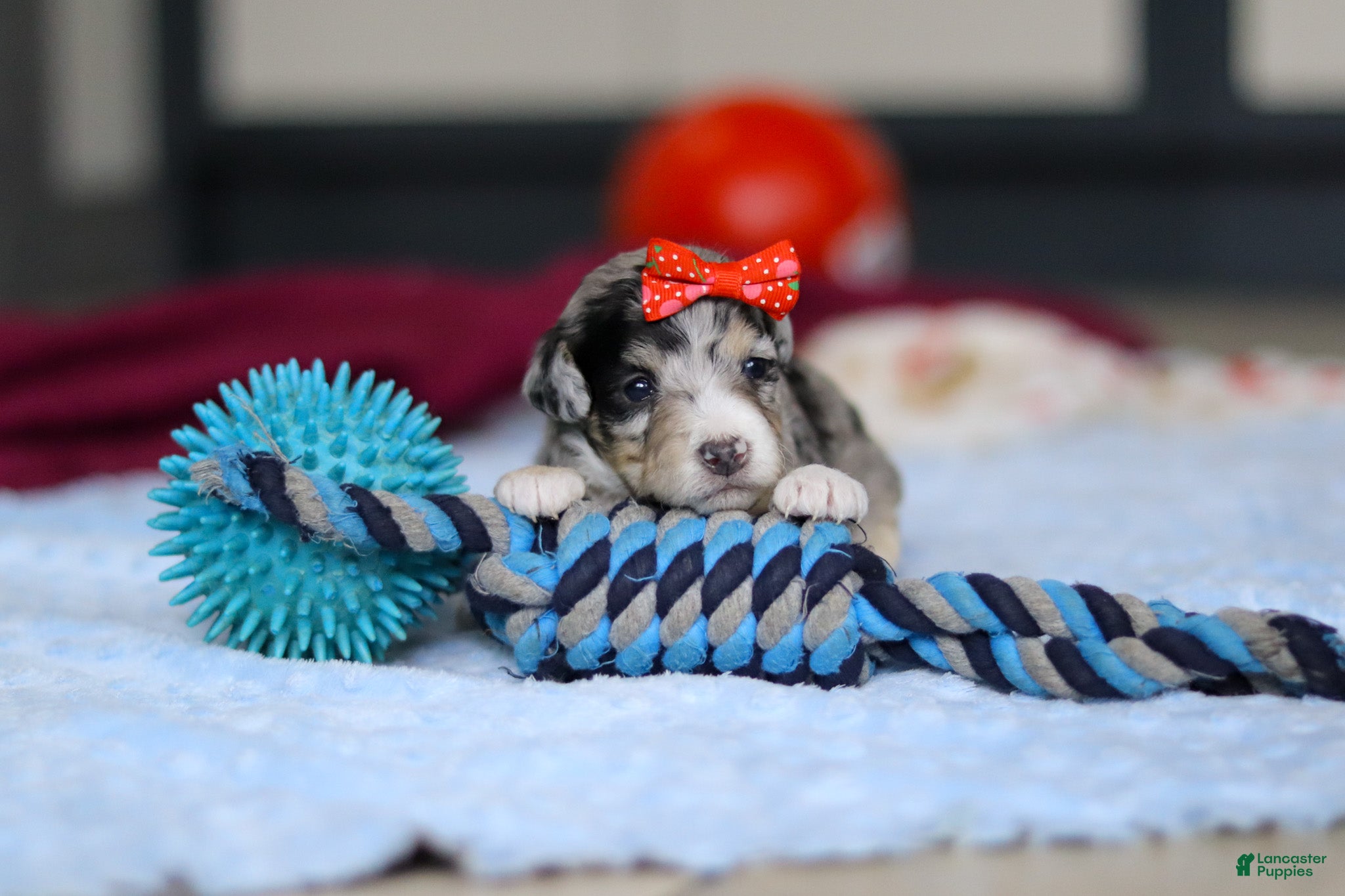 Mini Bernedoodle dogs Daisy — Female — $2499 - Ad 25