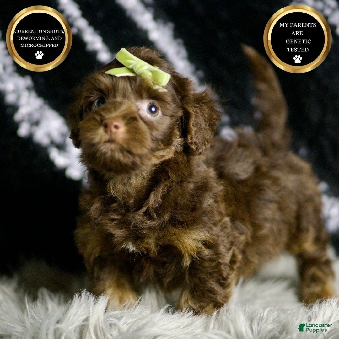 Yorkiepoo dogs for sale: Luigi - Ad 1