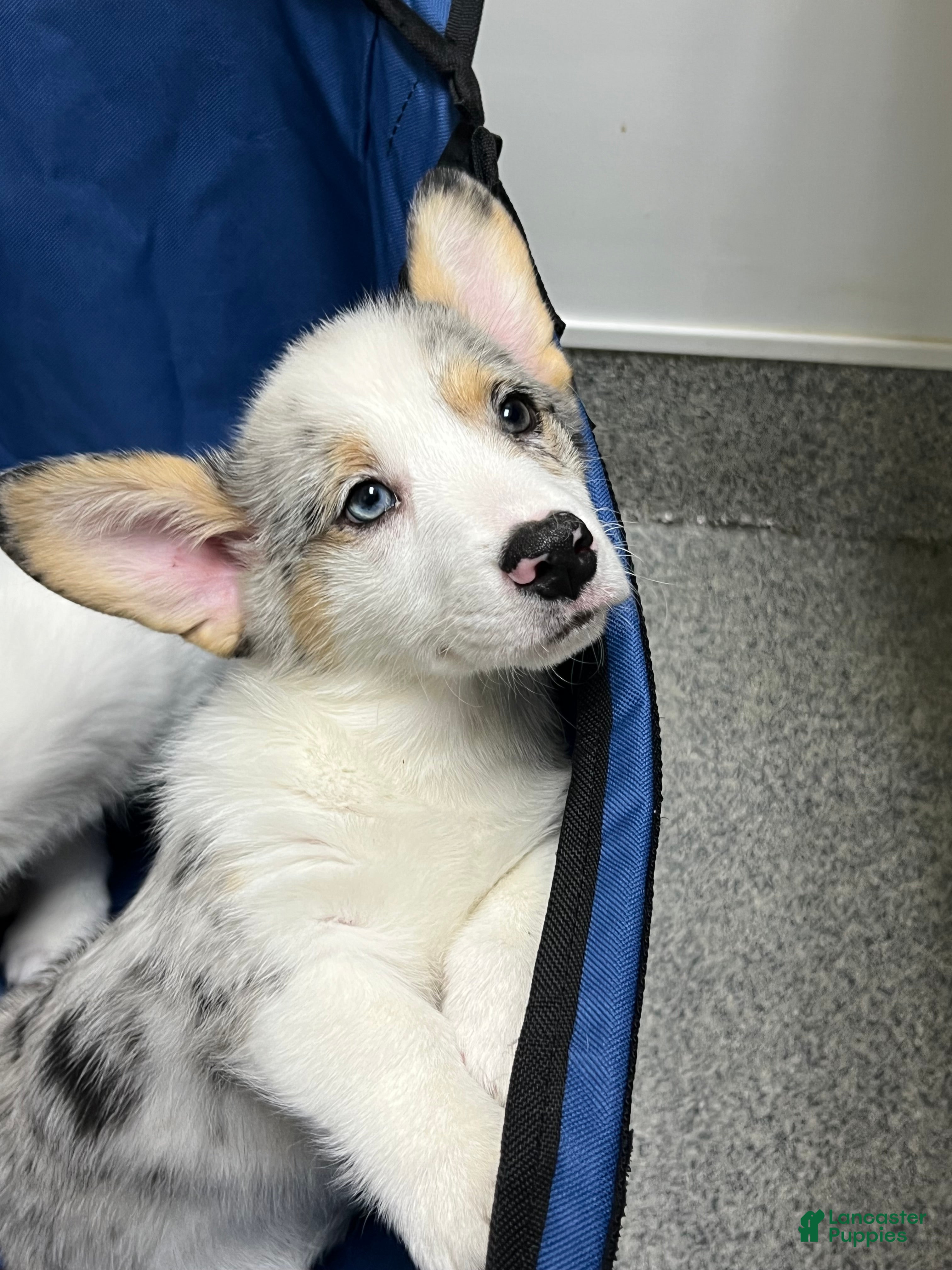 Welsh Corgi Pembroke dogs  Cora (Corazon) merle - Ad 1