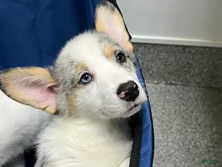 Welsh Corgi Pembroke dogs for sale: Cora (Corazon) merle - Ad 1