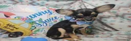 Chihuahua dogs for sale: Foxx LH Tri-Color - Ad 2