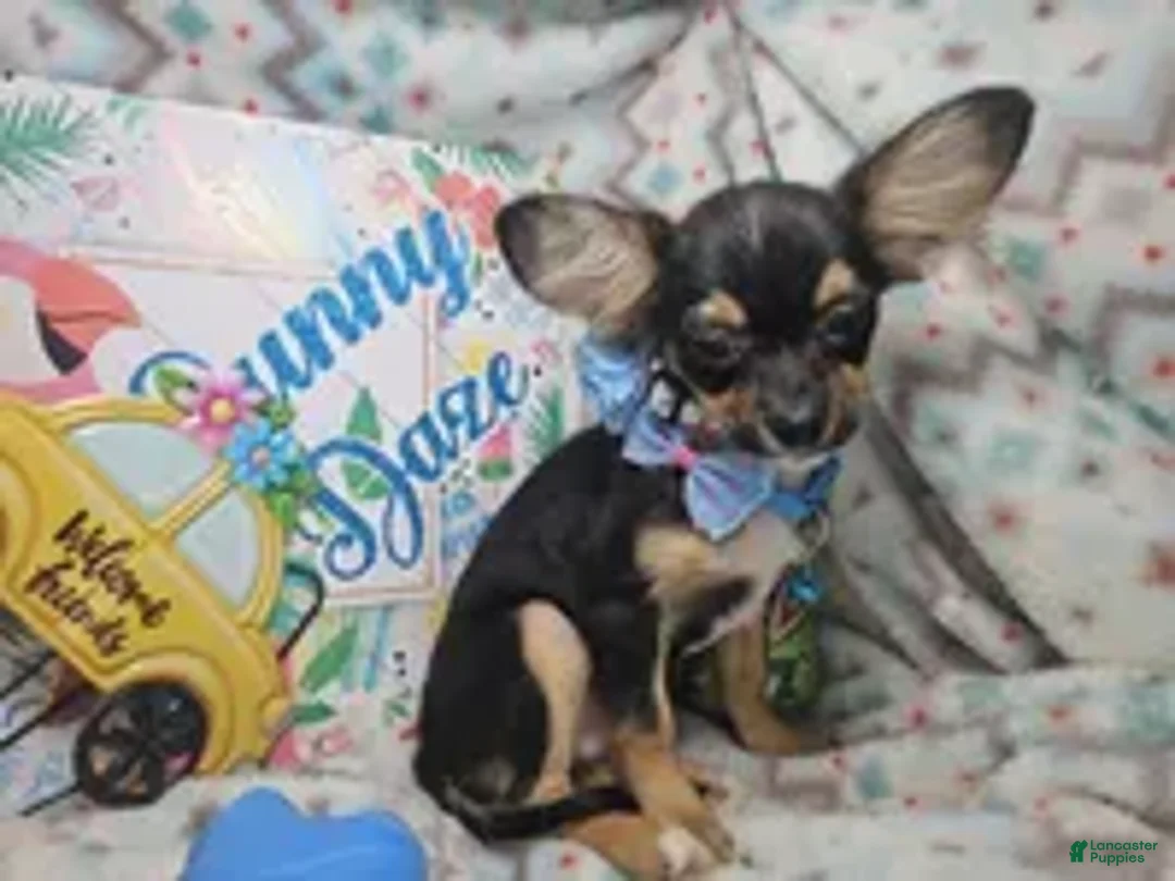 Chihuahua dogs for sale: Foxx LH Tri-Color - Ad 2
