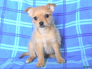 Chihuahua dogs - Ad 37