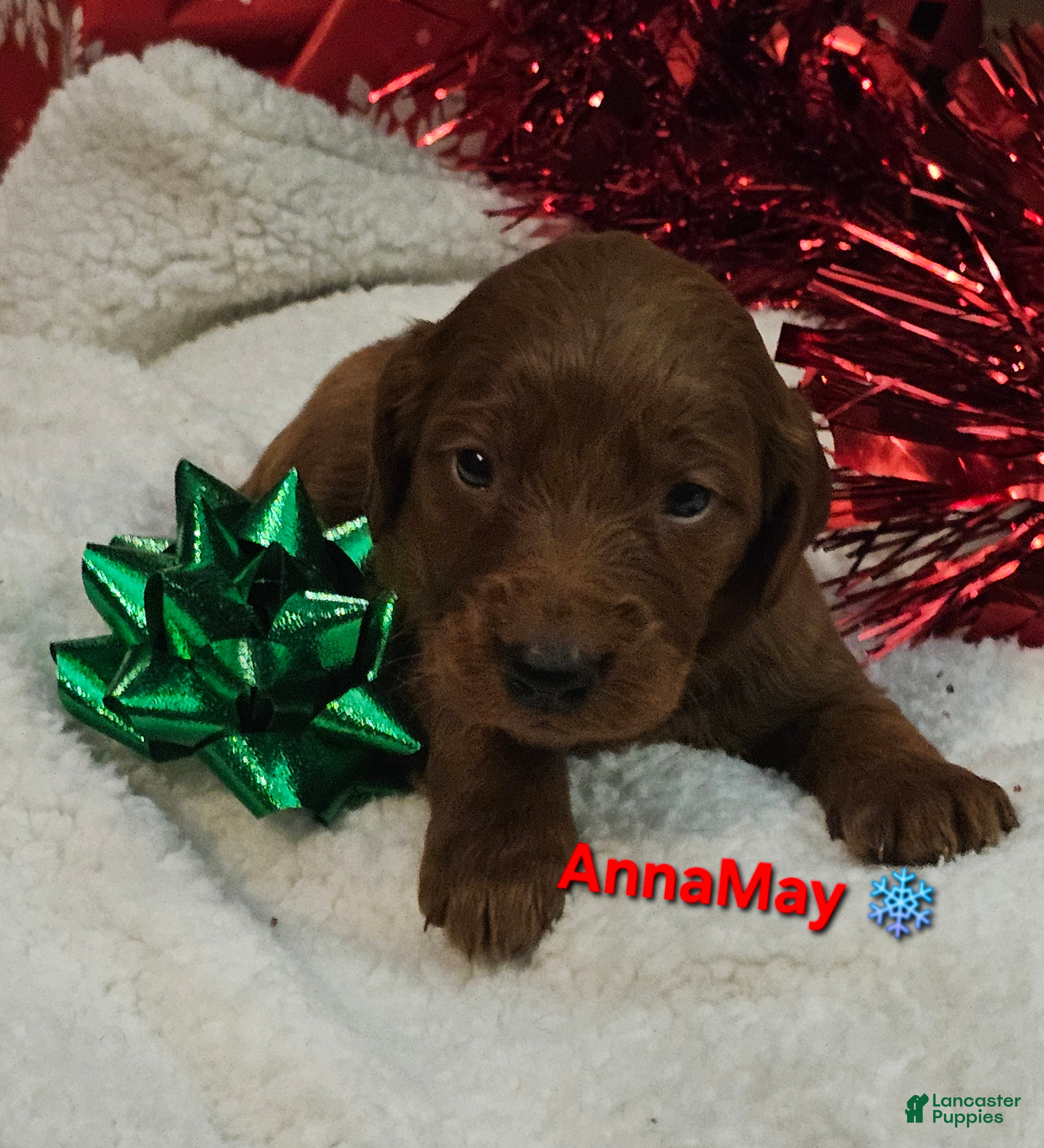 Goldendoodle dogs AnnaMay - Ad 38