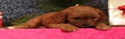 Cavapoo dogs for sale: Liberty - Ad 7