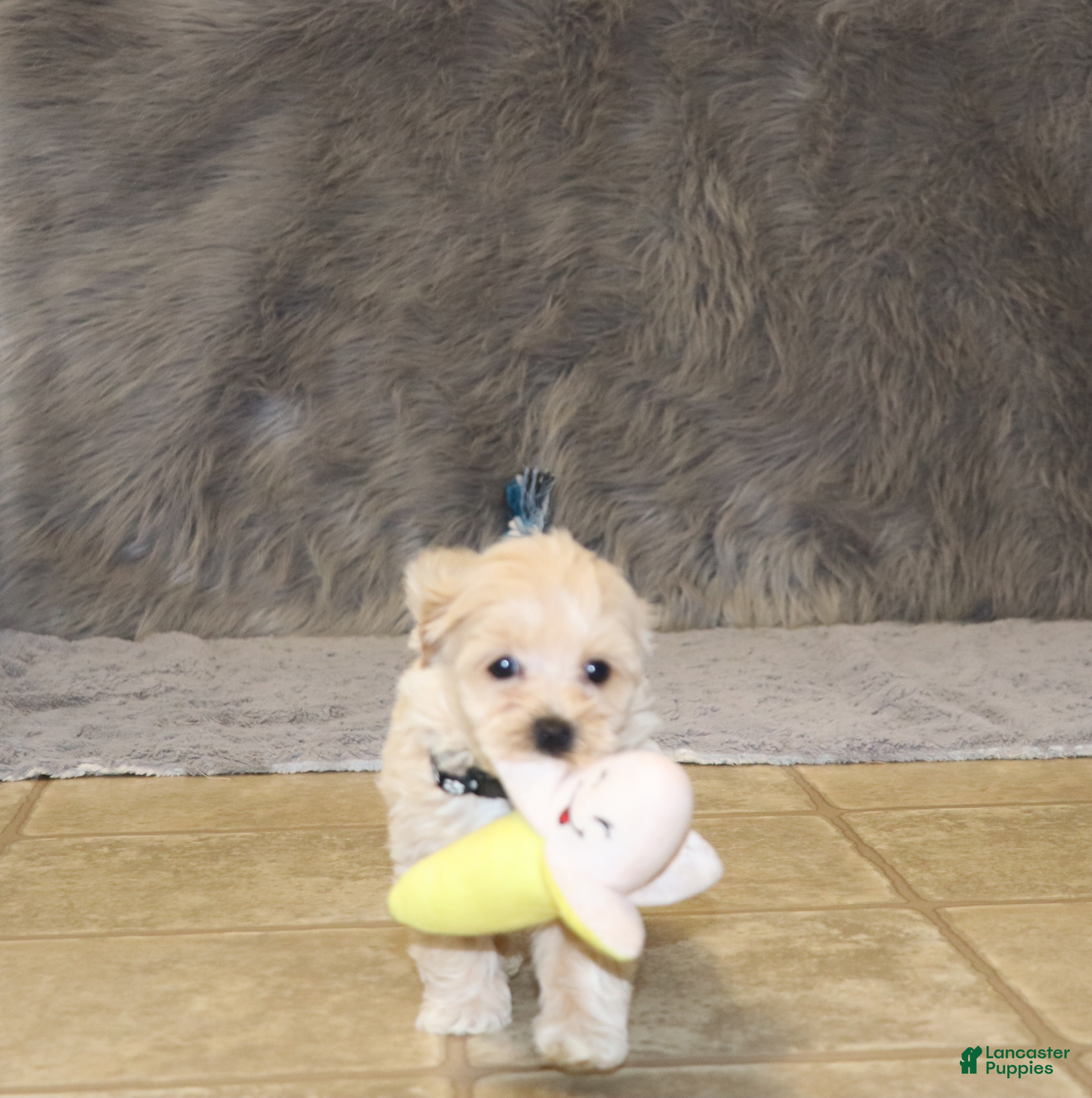 Havapoo dogs for sale: Pinto 💙 Toy/Miniature - Ad 3