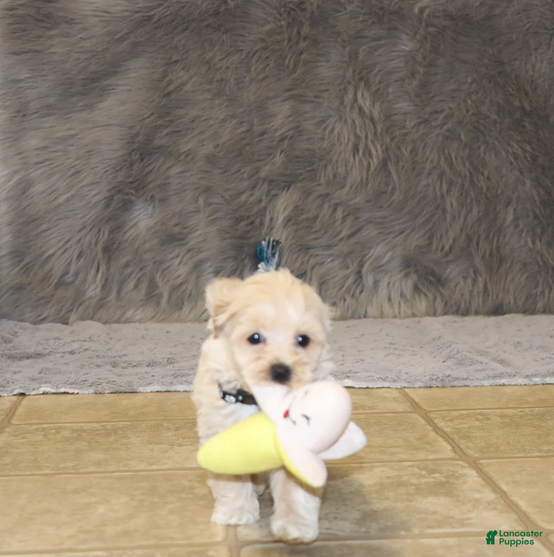 Havapoo dogs for sale: Pinto 💙 Toy/Miniature - Ad 1