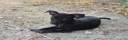 Chihuahua dogs for sale: Chihuahua 1 - Ad 3