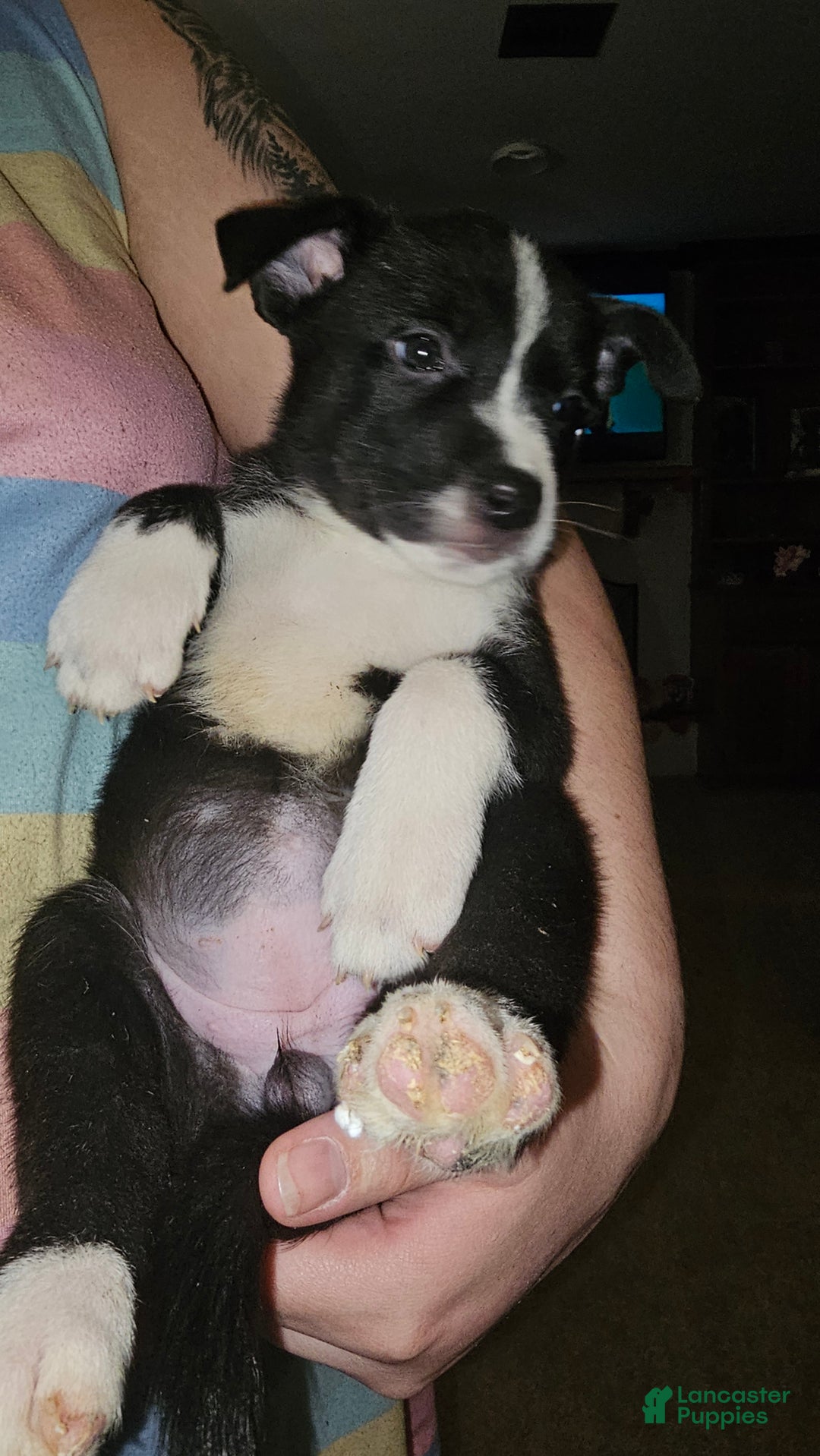 Mixed Breed dogs for sale: Layla - Ad 6