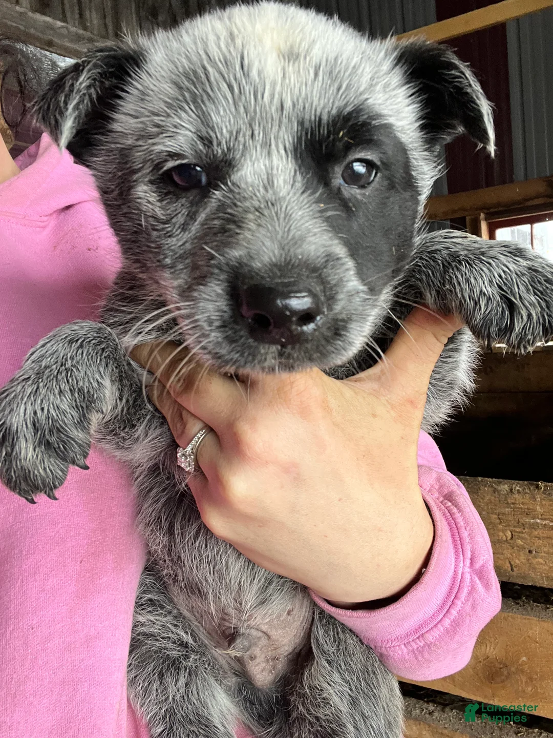 Australian Cattle Dog dogs for sale: Freddie - Ad 1