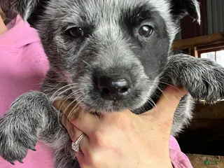 Australian Cattle Dog dogs Freddie - Ad 25