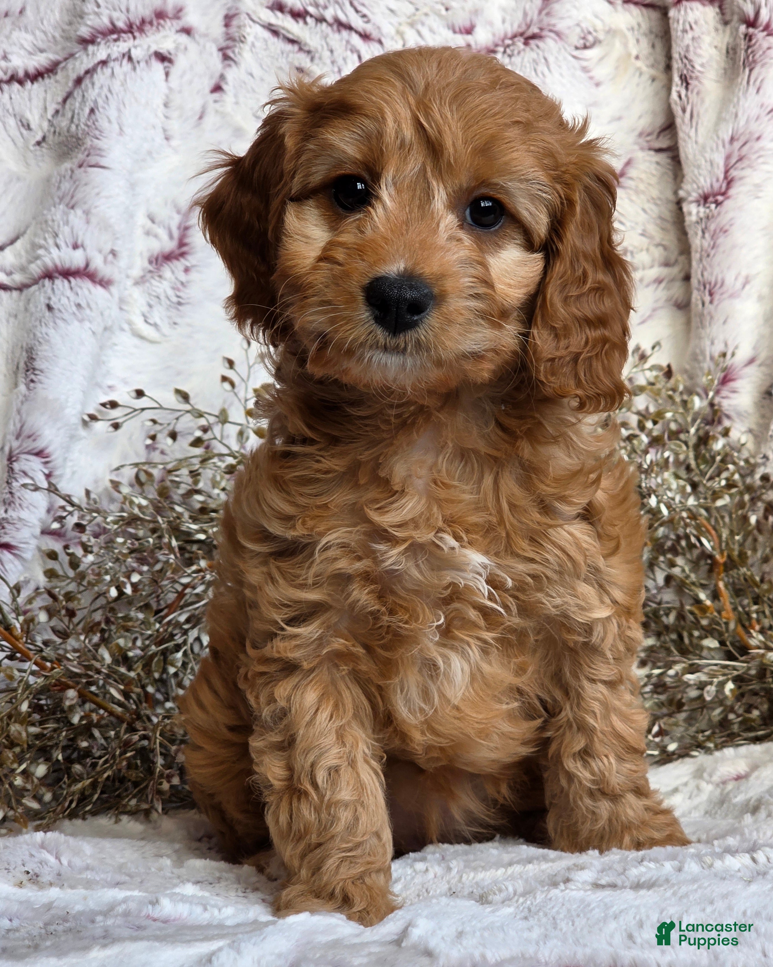 Cavapoo dogs Karla - Ad 21