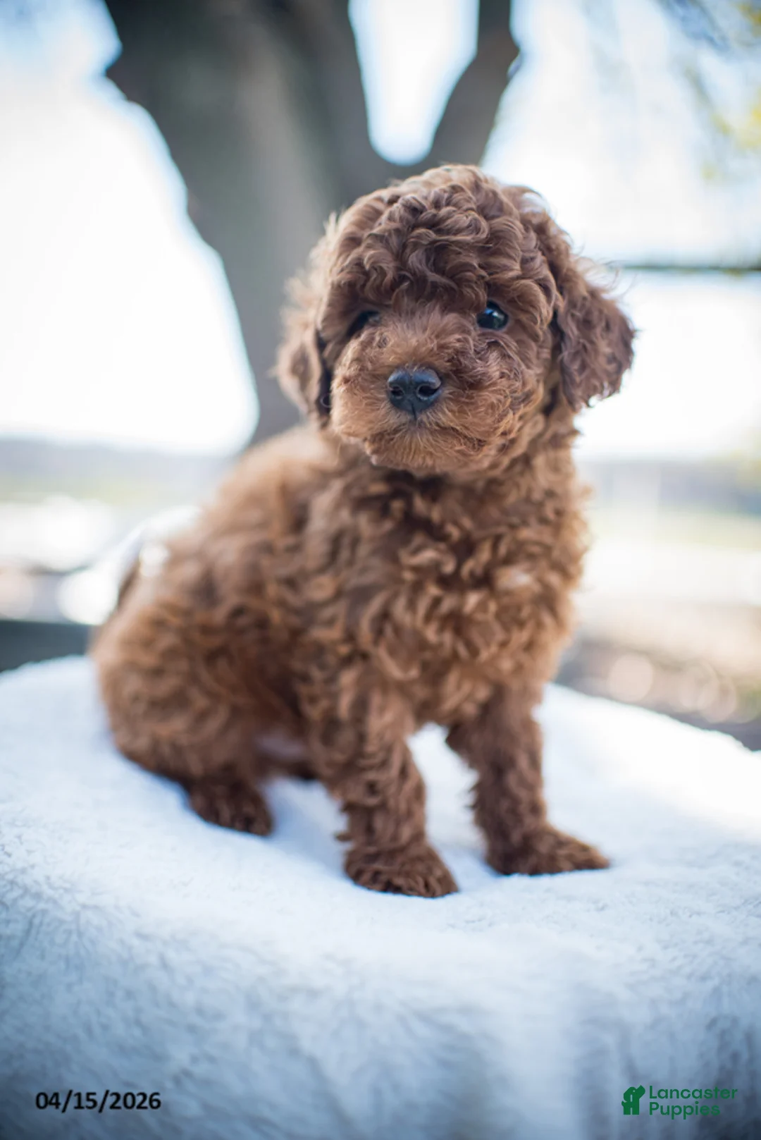 Miniature Poodle dogs for sale: Jack - Ad 2