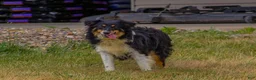 Mini Aussiedoodle dogs for sale: Brooklyn - Ad 6