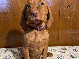 Vizsla dogs Zelda - Ad 19