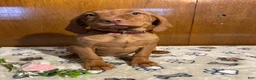 Vizsla dogs for sale: Zelda - Ad 1