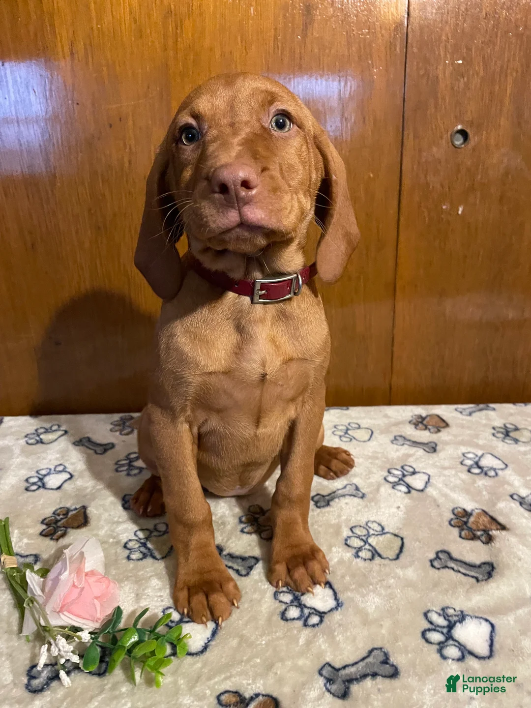Vizsla dogs for sale: Zelda - Ad 1
