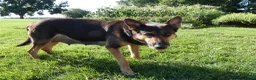 Mixed Breed dogs for sale: Mixed Breed 4 Chloe - Ad 4
