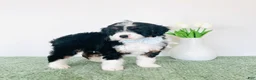 Mini Aussiedoodle dogs for sale: Max - Ad 1