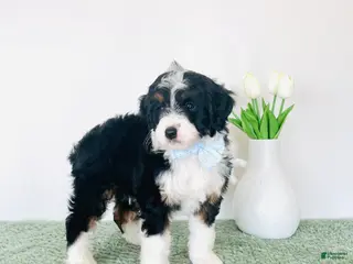 Mini Aussiedoodle dogs for sale: Max - Ad 4