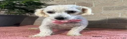 Mixed Breed dogs for sale: Luna - Ad 6