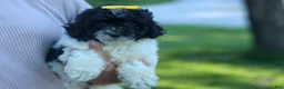 Cavapoo dogs for sale: Gracie  - Ad 13