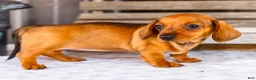 Miniature Dachshund dogs for sale: Claire - Ad 6