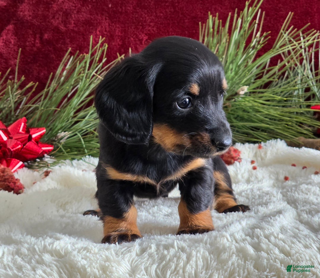 Miniature Dachshund dogs for sale: Kelly - Ad 4