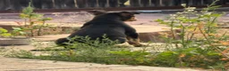American Bully dogs for sale: American Bully Puppy 1 - Ad 2