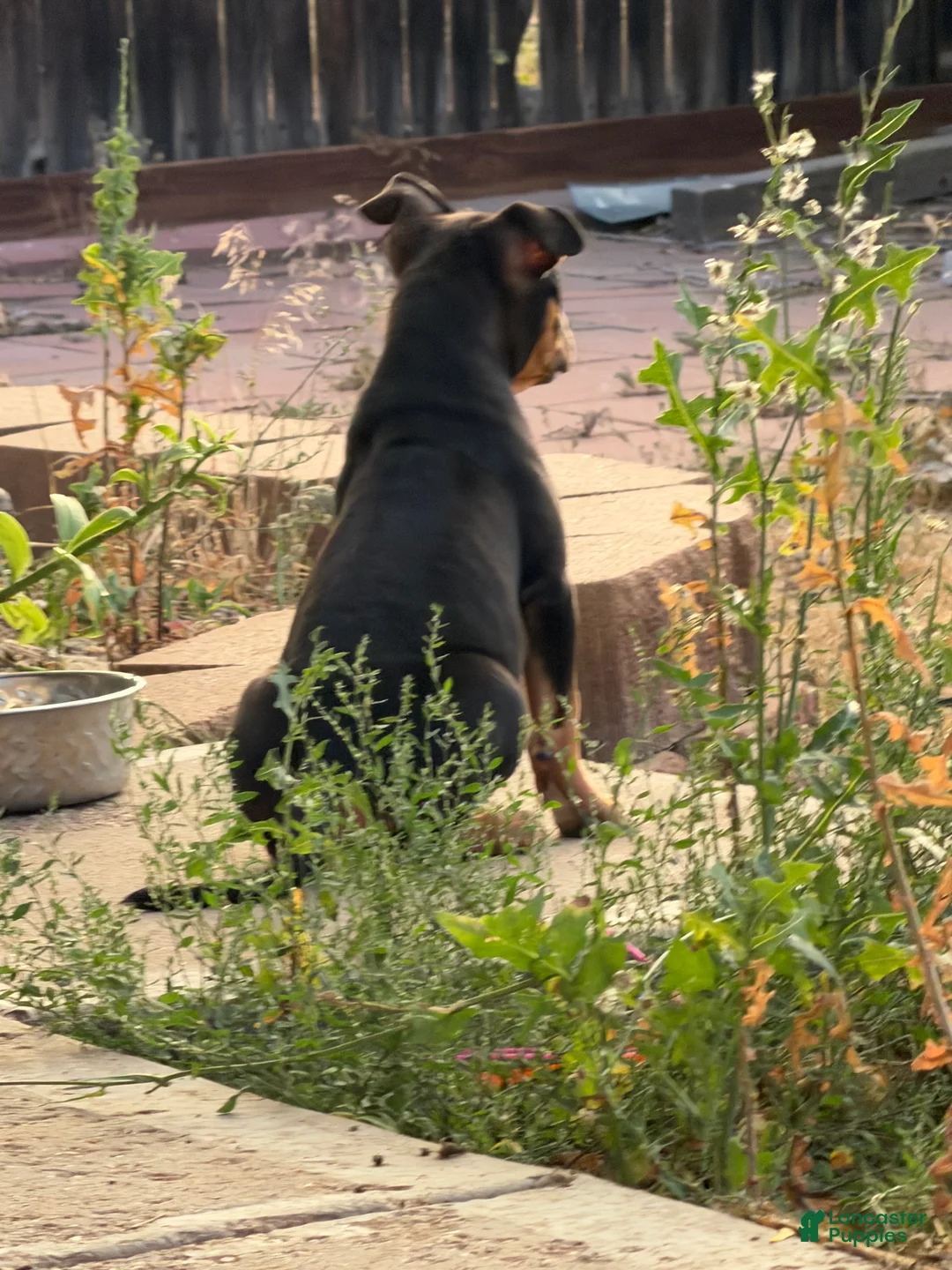 American Bully dogs for sale: American Bully Puppy 1 - Ad 2