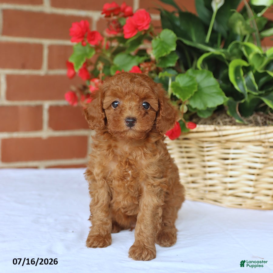 Toy Poodle dogs Teddy - Ad 1
