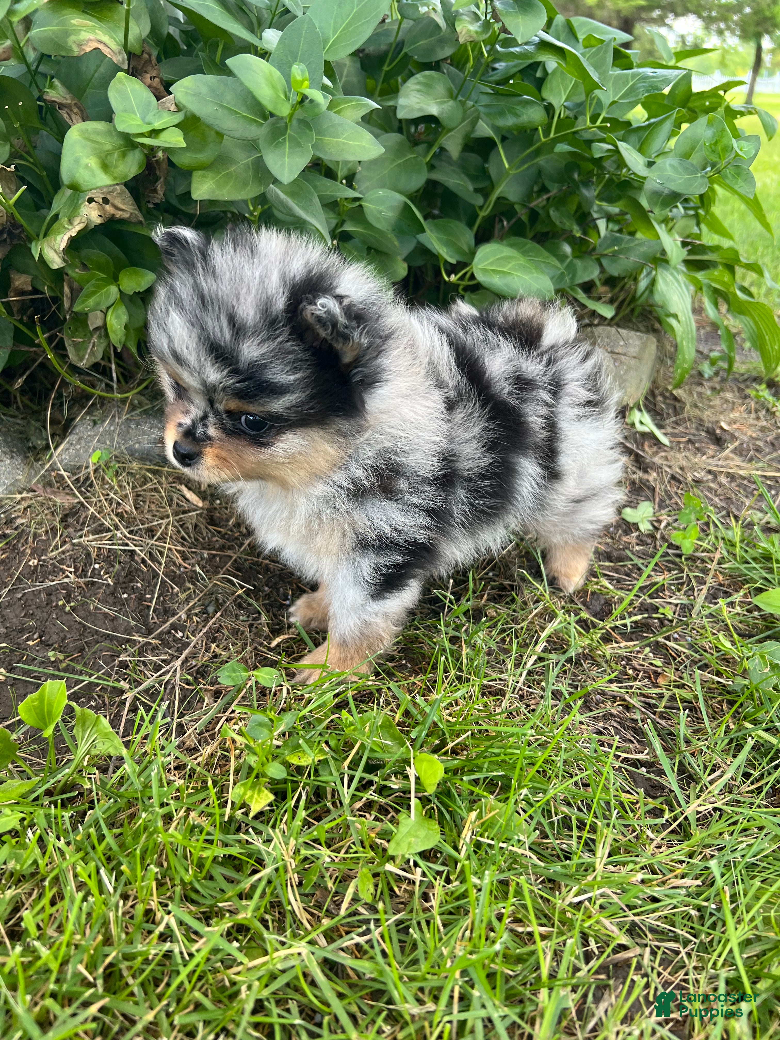 Pomeranian dogs Bandit Merle tricolor  - Ad 2