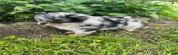 Pomeranian dogs for sale: Bandit Merle tricolor  - Ad 2