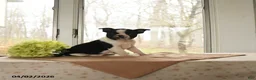 Boston Terrier dogs for sale: Heidi - Ad 5